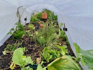 Vue d'un bac de culture sous un voile d'hivernage avec pot en terre cuite comme chauffage