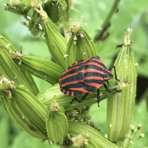 Punaise arlequin