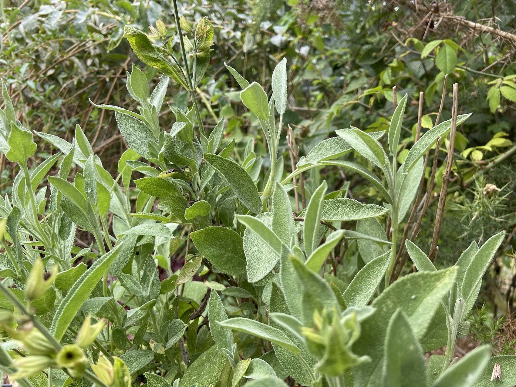 Salvia officinalis