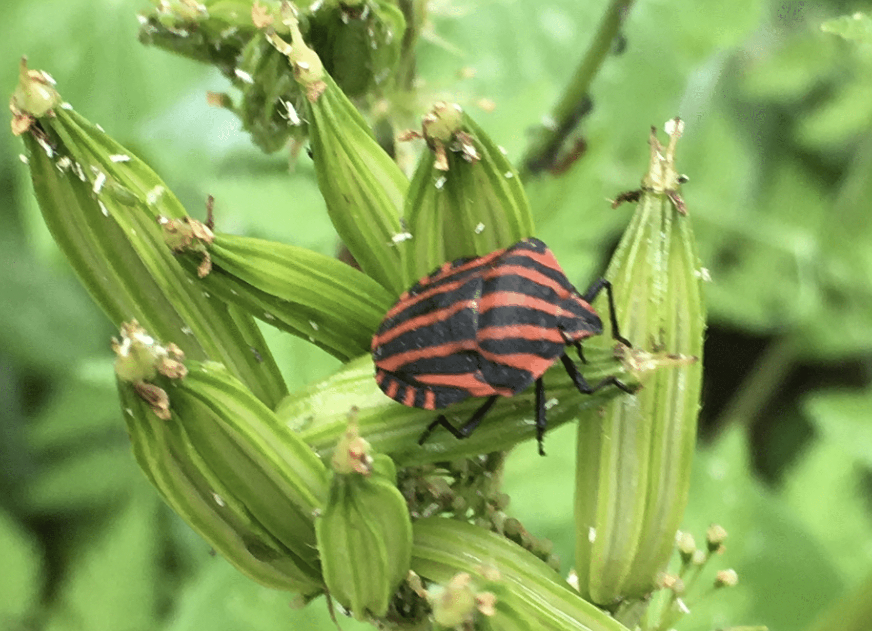 Punaise arlequin