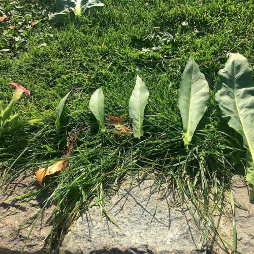 Biodynamie Évolution des feuilles des plantes