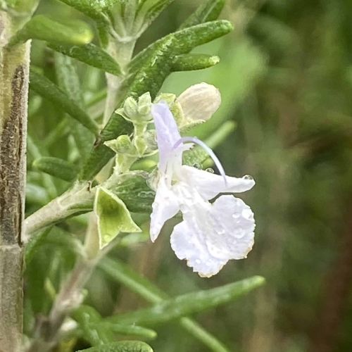 La fleur de Romarin