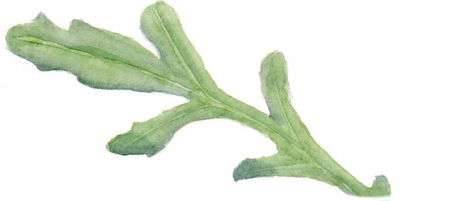 roquette aquarelle florian t serstevens