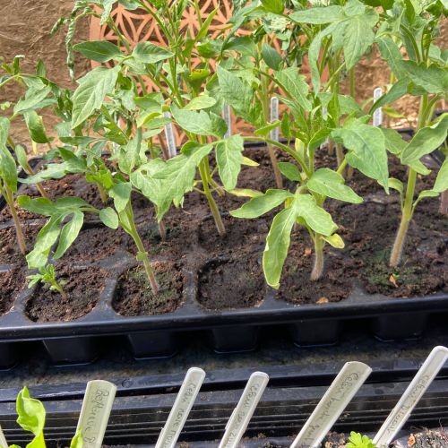 tomates régionales