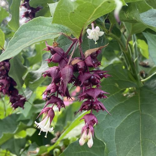 fleur de l'arbre à faisan-leycestria formosa