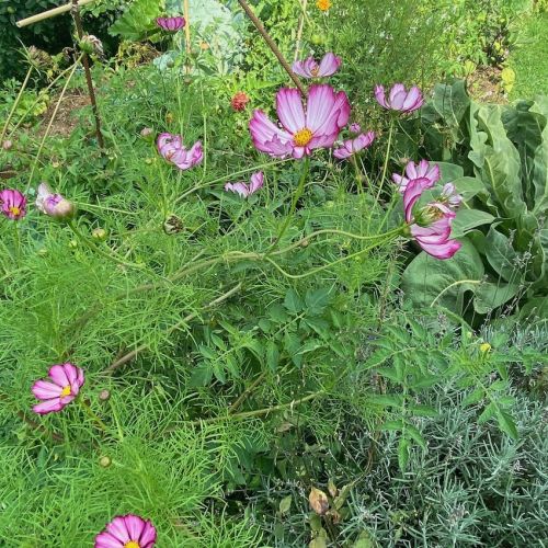 Cosmos