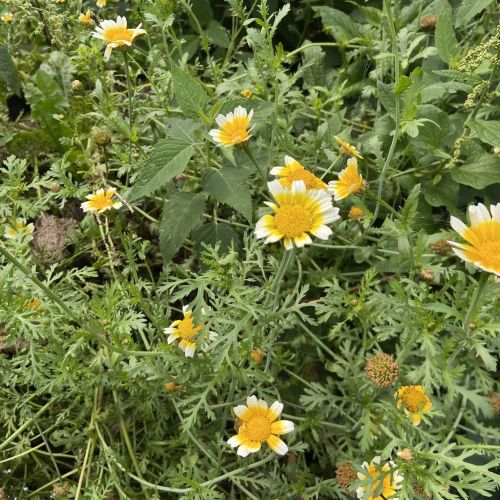 chrisantheme comestible shi formation pas a pas permaculture belgique
