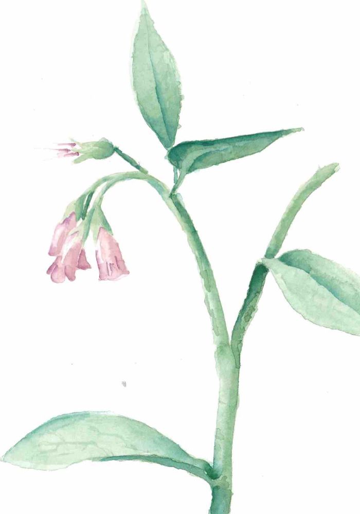 consoude aquarelle florian t serstevens