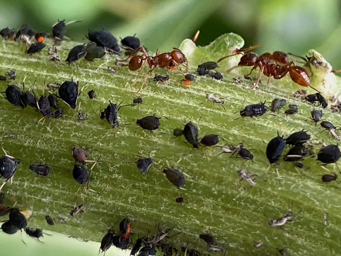 Les fourmis nettoyant le caca des pucerons