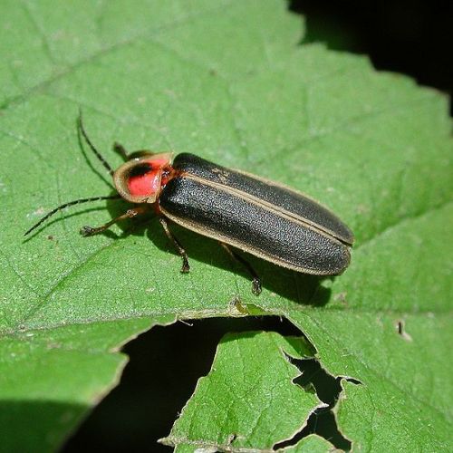 luciole