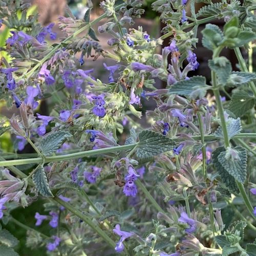 plant de cataire nepeta formation pas a pas permaculture belgique