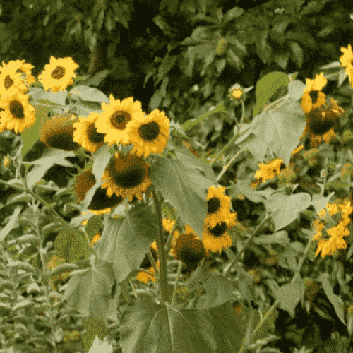 Tournesol