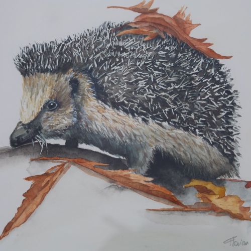 Hérisson de Florian t'Sestevens