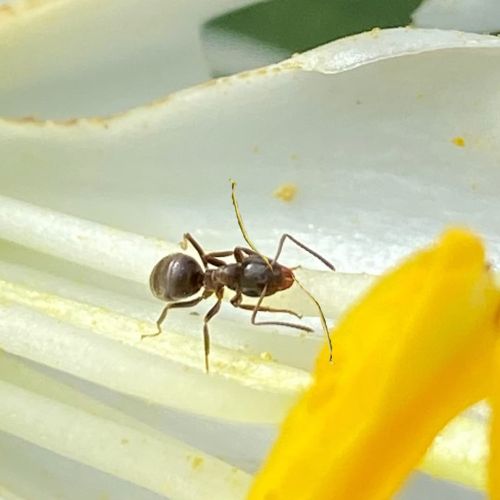 fourmis