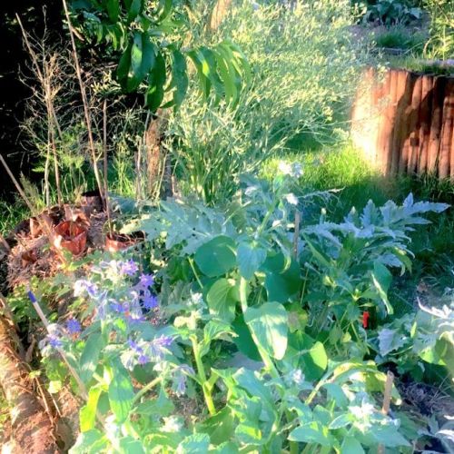potager
