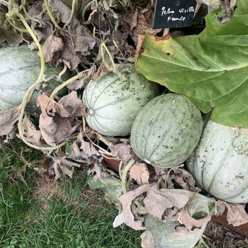 Mes beaux melons. Qui veut mes beaux melons ?