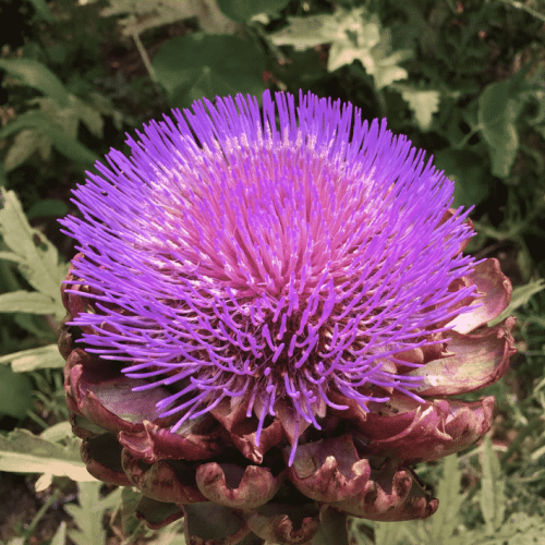 Fleur d'artichaut