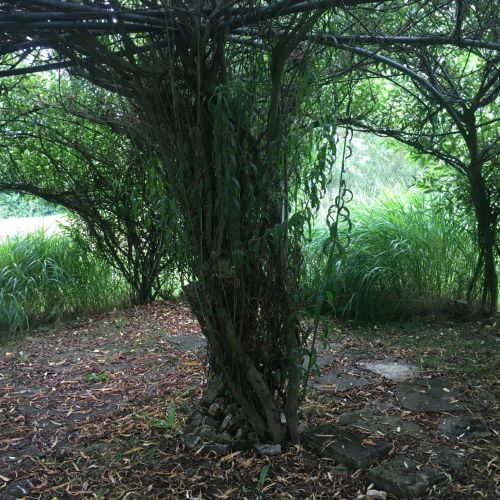 Yourte construite en saule