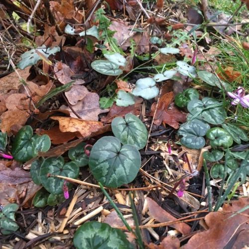 Cyclamen