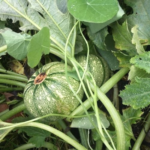 Courgette ronde de Nice