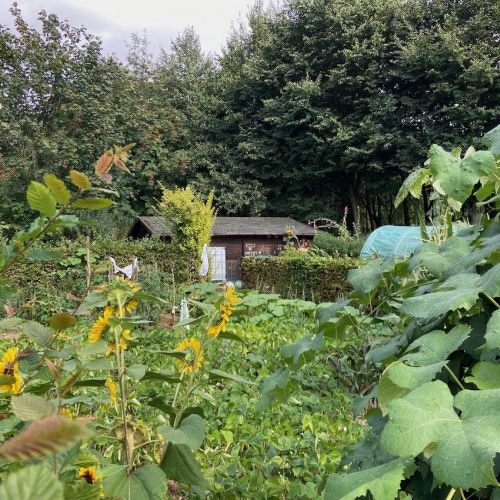 Potager communautaire d'Evere