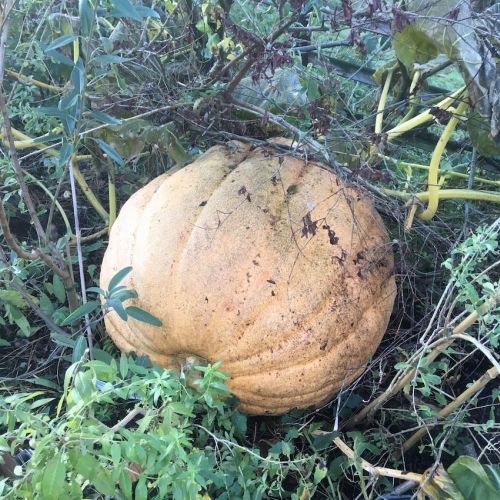 Courge potiron Atlantic Giant de 107 kg