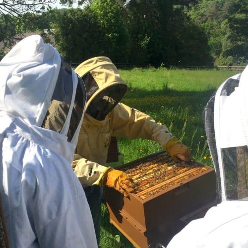 apiculture