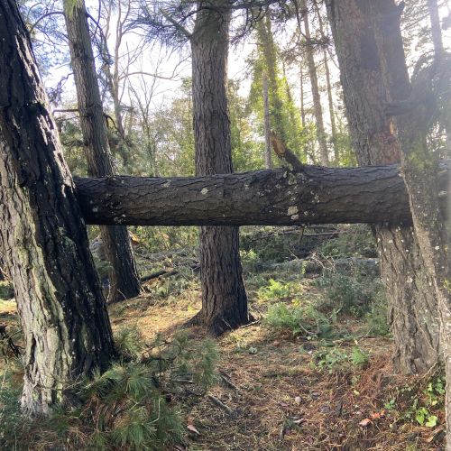 troncs d'arbre les uns sur les autres