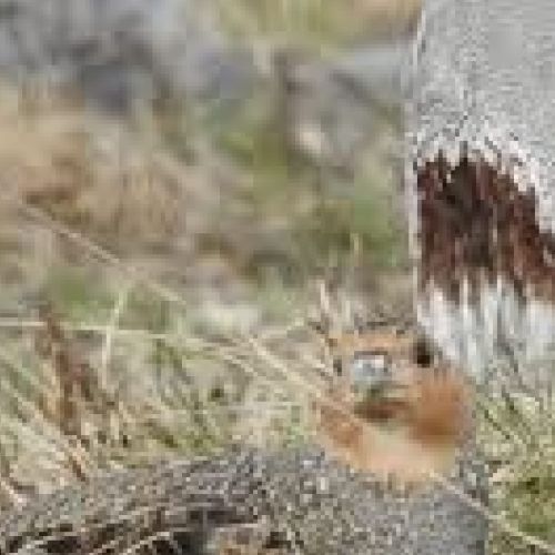 perdrix grise oiseaux nicheurs