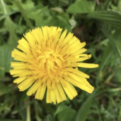 fleur du pissenlit
