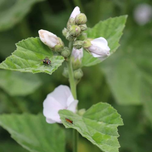 Guimauve officinale
