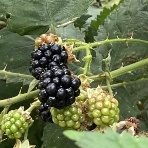 fruit de la ronce