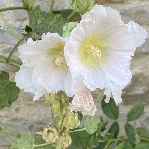 rose trémière