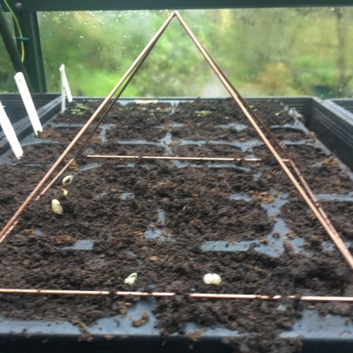 électroculture pyramide sur semis
