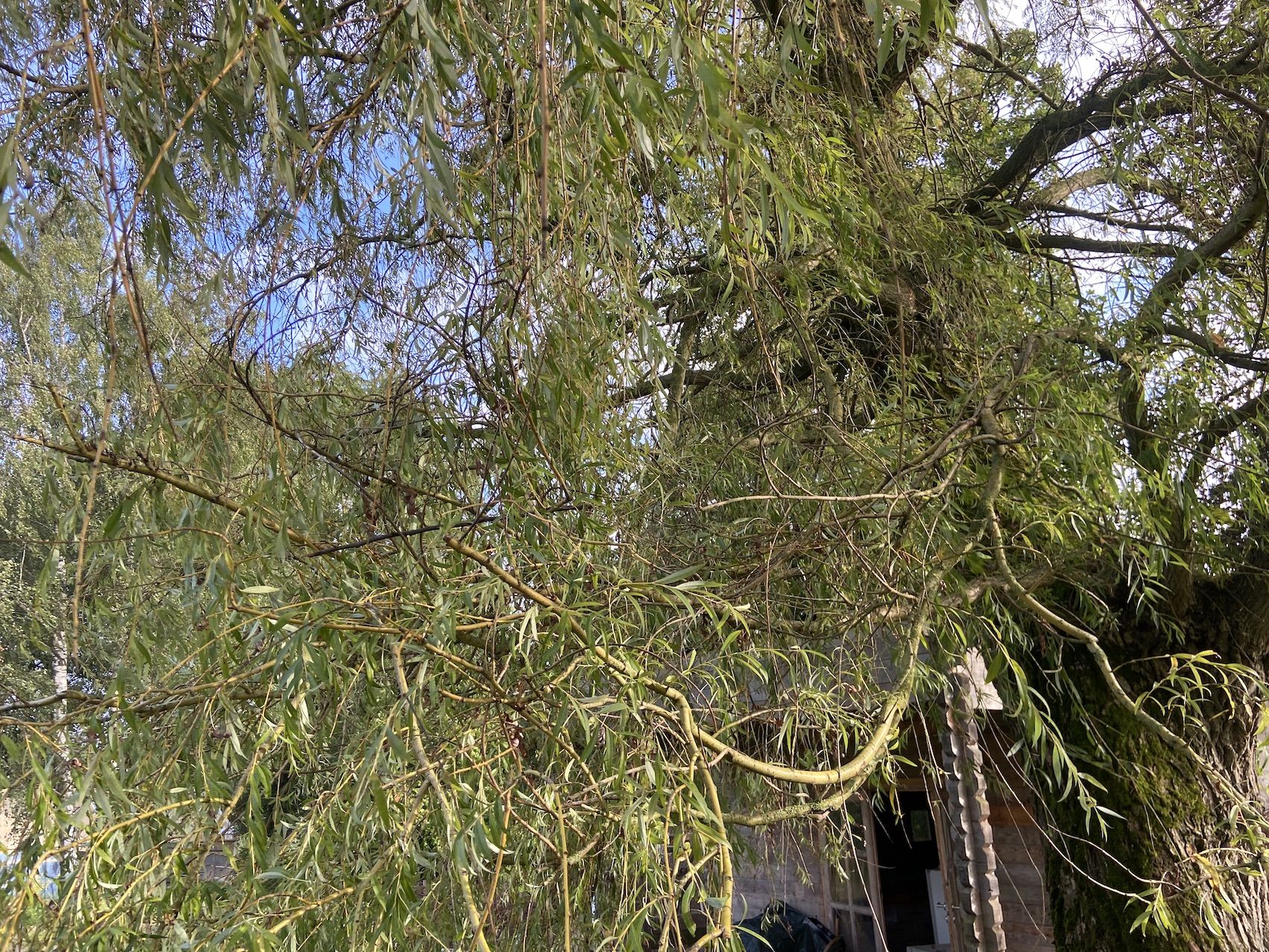 Salix Alba-saule pleureur