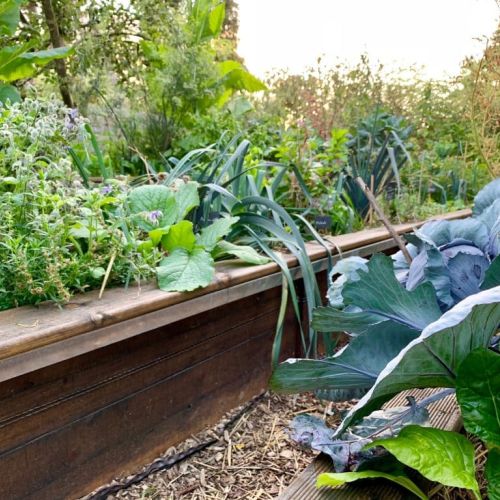 le potager pap