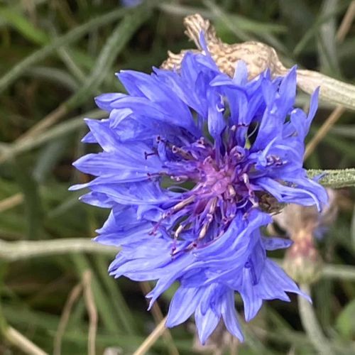 bleuet bleu formation pas a pas permaculture belgique