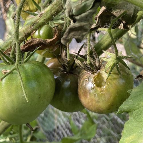 Le midiou s'attaque aux fruits