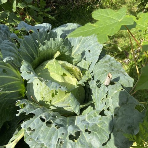 chou parasite formation pas a pas permaculture belgique