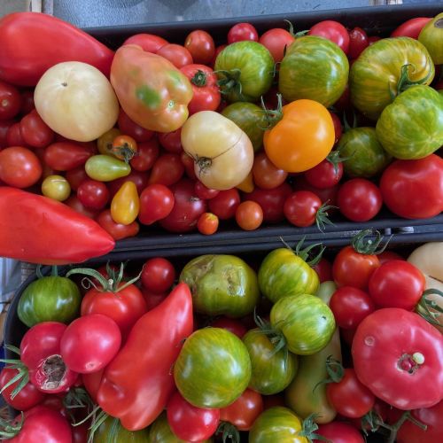 Récolte de tomates