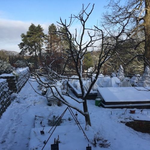 Potager sous la neige