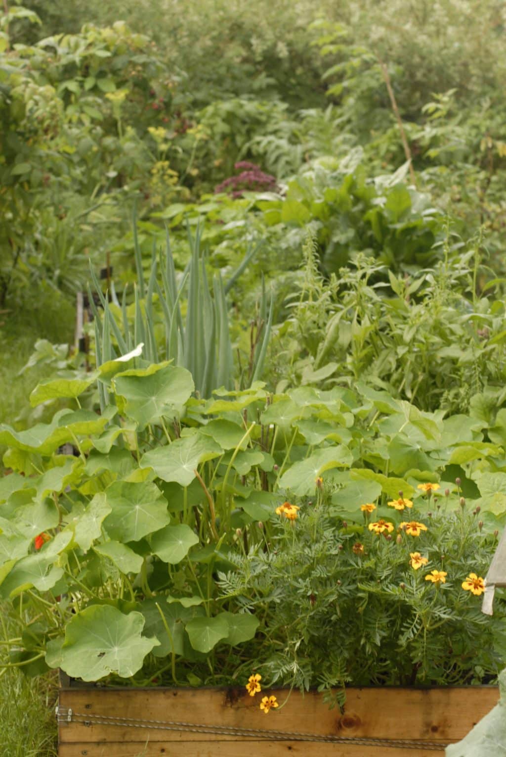 Formation et cours de Permaculture, Biodynamie, électroculture - Hoeilaart, Overijse, La Hulpe, Waterloo, Brabant-Wallon, Uccle, Bruxelles - Florian t'Serstevens et Géry de Broqueville. Credit to Erwan Chapel Formation et cours de Permaculture, Biodynamie, électroculture - Hoeilaart, Overijse, La Hulpe, Waterloo, Brabant-Wallon, Uccle, Bruxelles - Florian t'Serstevens et Géry de Broqueville. Credit to Erwan Chapel