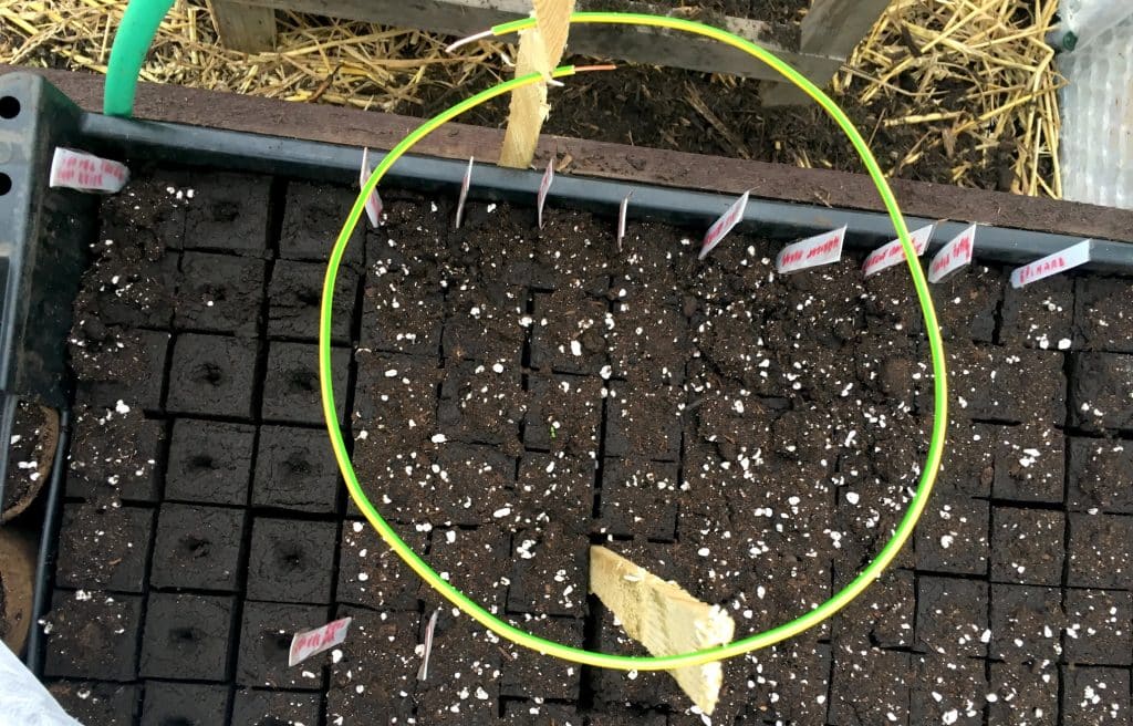 Anneau de lakovsky autour de semis