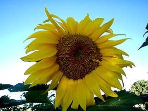 fleur de tournesol titan