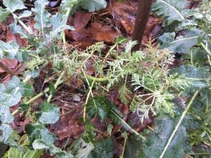 artemisia annual, plante du sud, paillée et résistante à l'automne