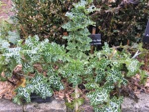 chardon-marie ou lait de sainte marie en décembre avec une ardoise nominative