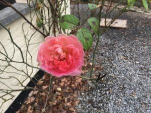 belle et dernière rose en fleur en décembre poussant sur du gravier