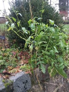 gros plant de roquette annuelle encore avec ses feuilles en automne