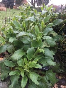 grande bourrache avec ses feuilles résistante à l'hiver