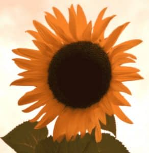 fleur de tournesol mammoth de Kokopelli